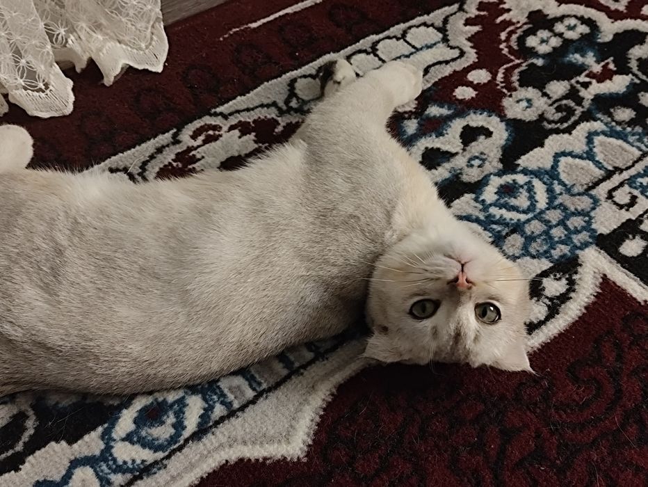 Вислоухий британец