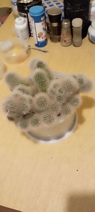 Комнатные растения /  Майкудук