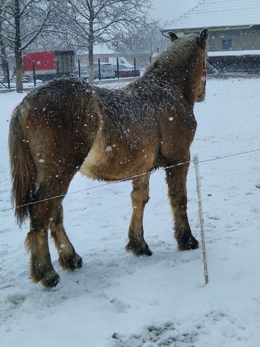 Da vanzare manzul sur