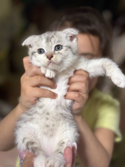 Продаю котят скотишь фолд и страйт