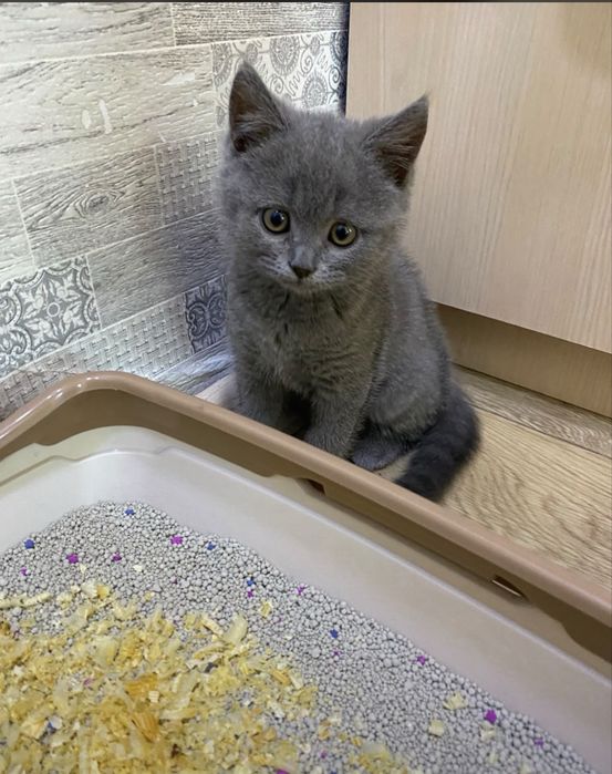Продам котенка , 2 месяца