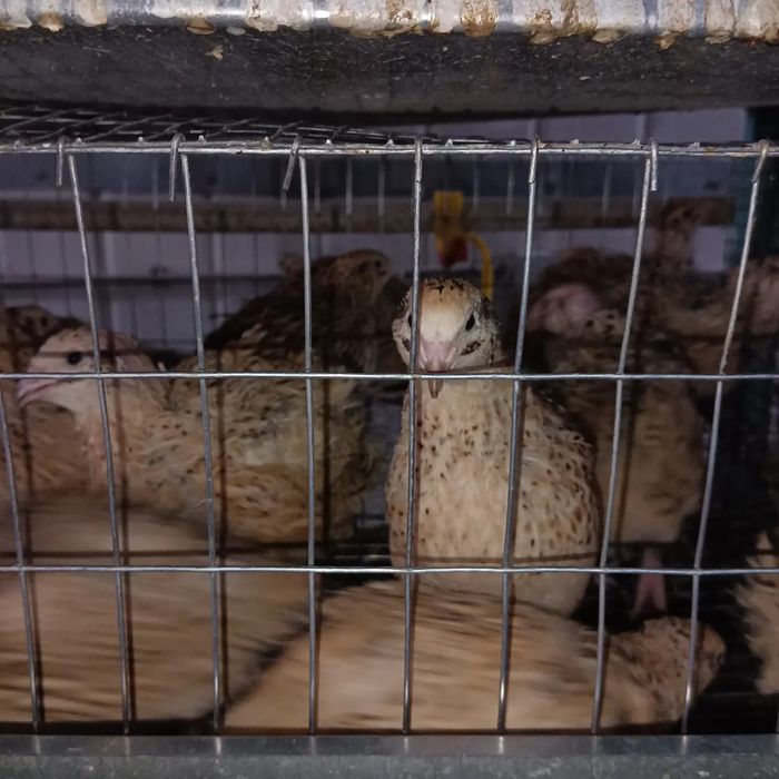 Продам молодых перепелов