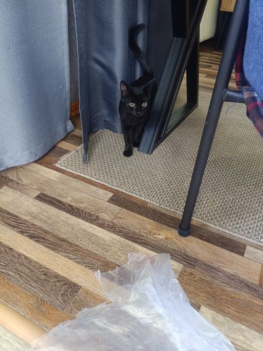 Котенок черный ухоженый