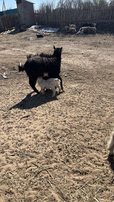 Лақты ешкі сатылады