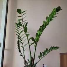 Продам замиокулькас