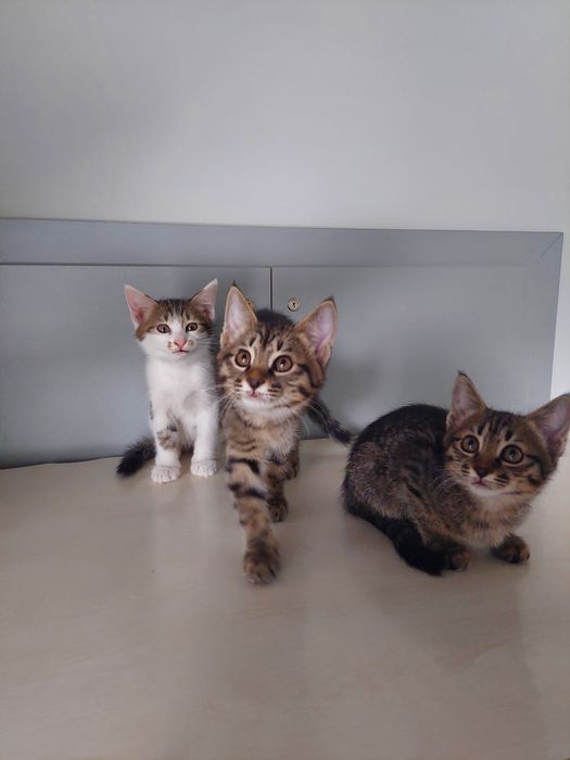 Котята мальчики проглистованы