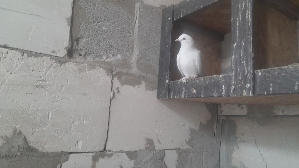 Голуби такла все голубки