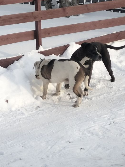 Щенок стаффордширский терьер