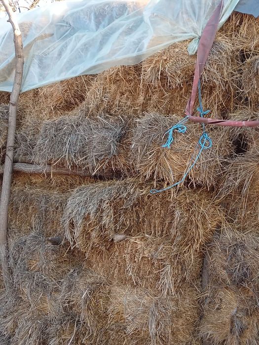 Dau la schimb baloți de fân cu tăurași mici