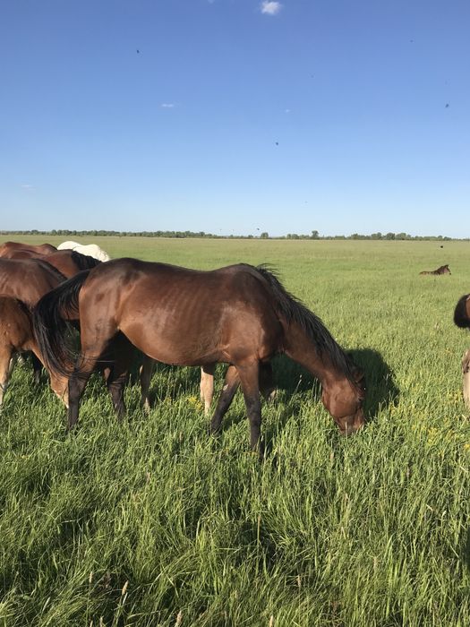 Продам кобылу жеребую