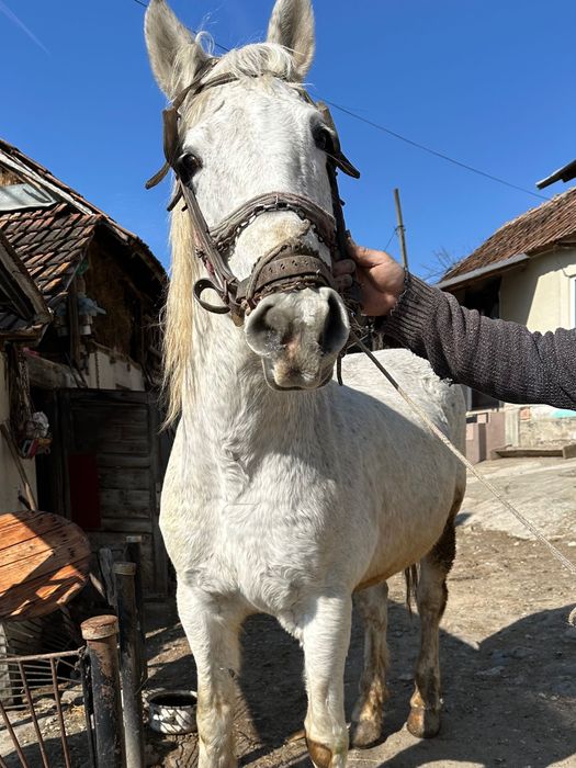 De vanzare cal blând