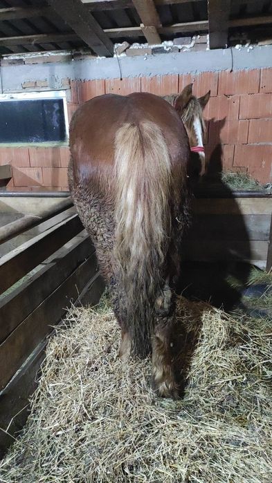 vand sau schimb manz castrat de 2 ani in primavara