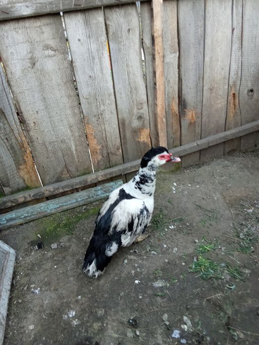 Продам индоселеня молодого