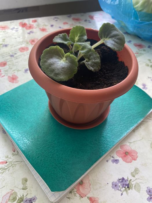 Продам фиалку и отростки