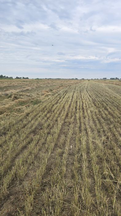 Сено в рулонах житняк