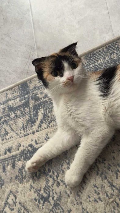 Вислоухая кошка бесплатно