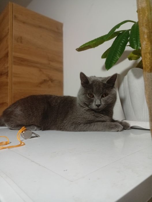 Вязка кот британец