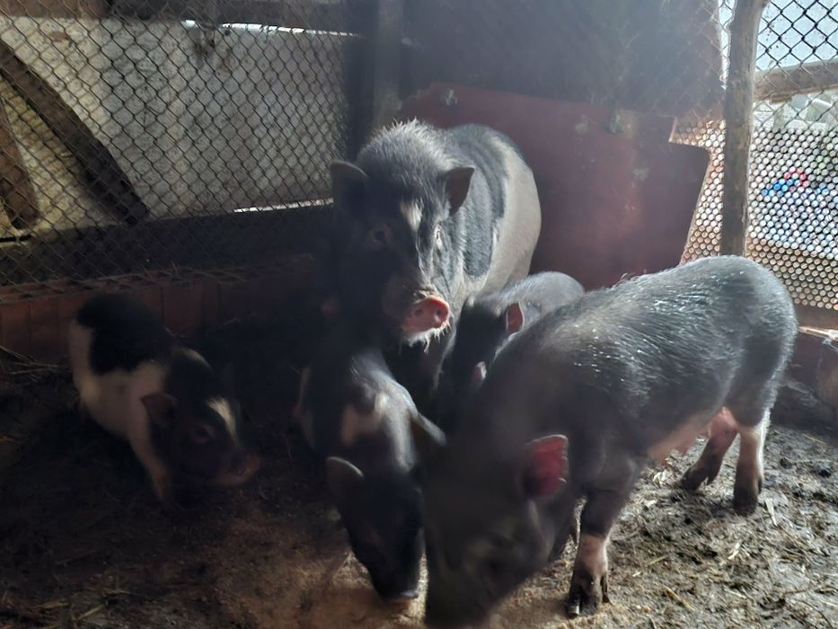 Виетнамски прасета