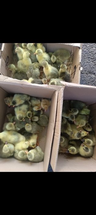 Продам суточных крупно серых гусят