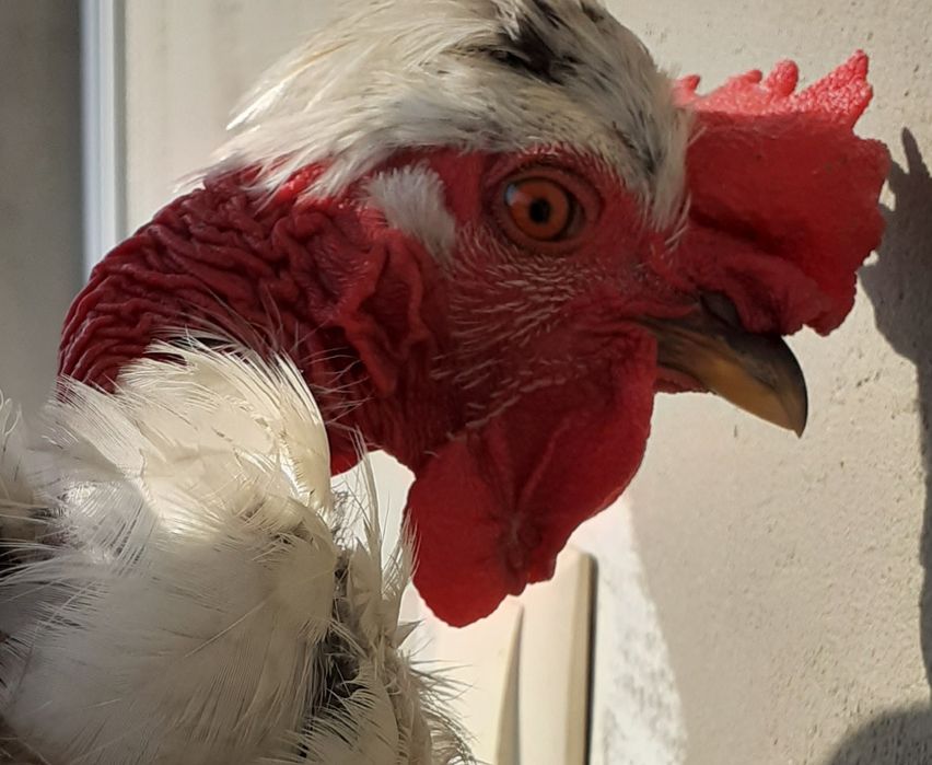 Vand cocosi de 5 luni de rasa pintenat mari si mici  golas de transilvania, cu gatul gol pitici sau mari