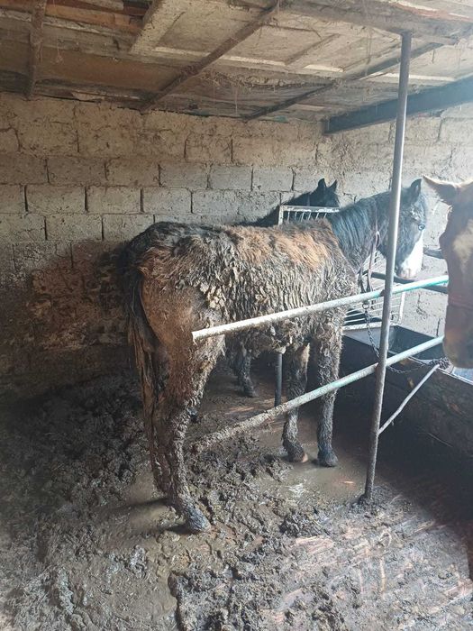 Продается  жеребцы