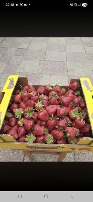 150 stoloni cãpșuni  soi vibrant,