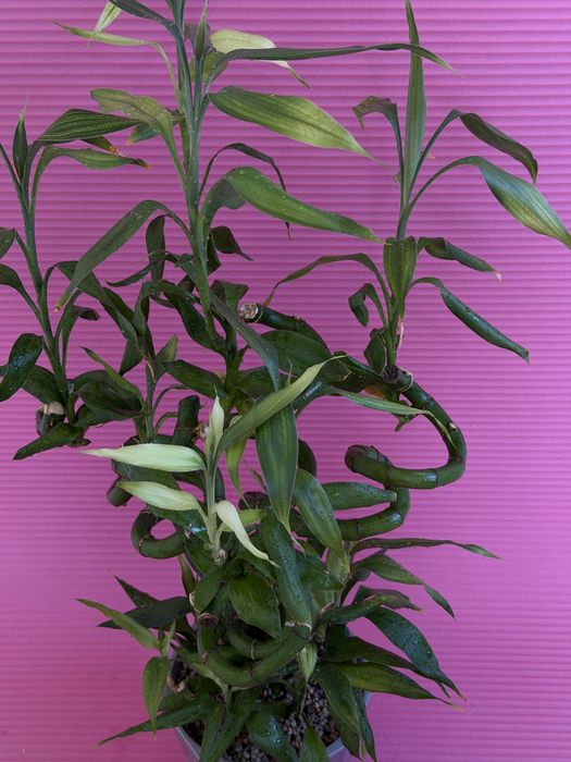 Комнатный Бамбук,Драцена Сандера