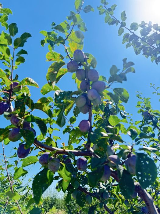 Vand prune de vara Lepotica