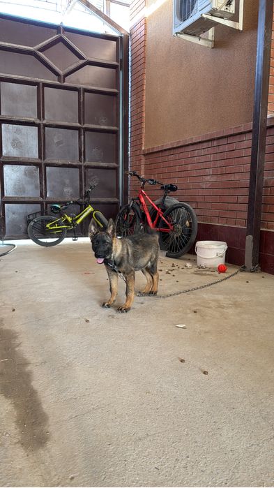 Собака шатыс овчарка ургашы