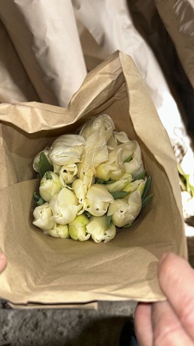 Тюлпаны оптом и в розницу