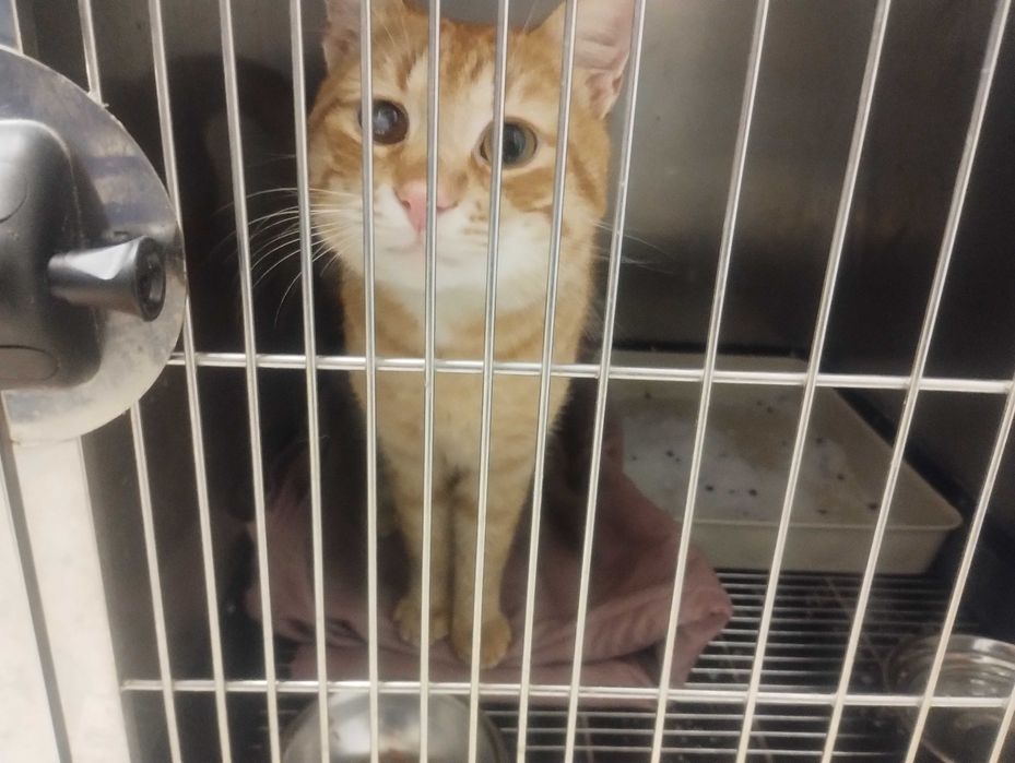 Коте на годинка спешно търси дом