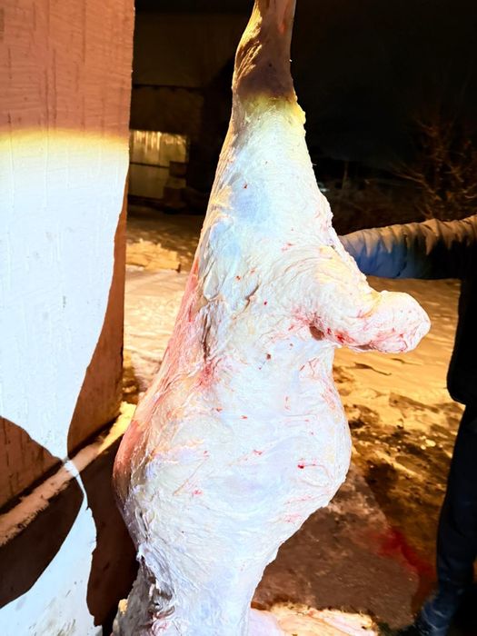 Тоқты қошкар сатылады