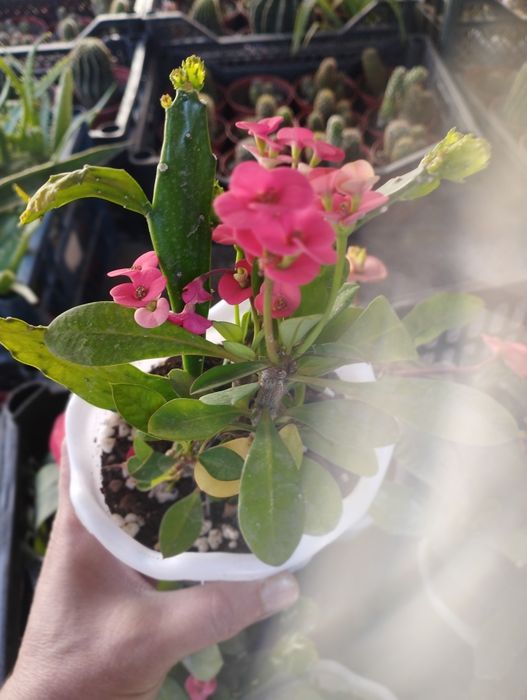 Малочай ва опунция