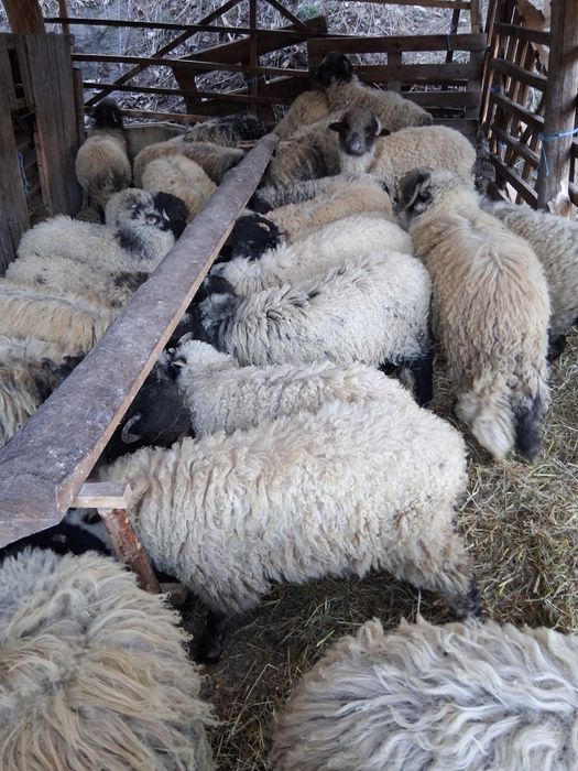 Miei disponibili pentru paște