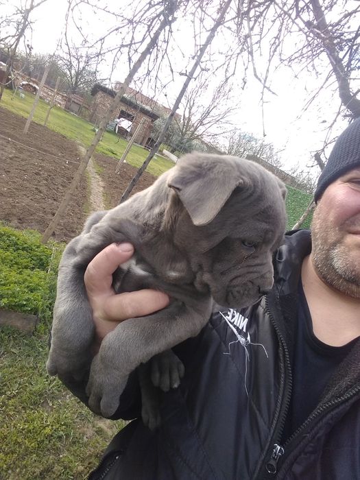 Малки сладурковци