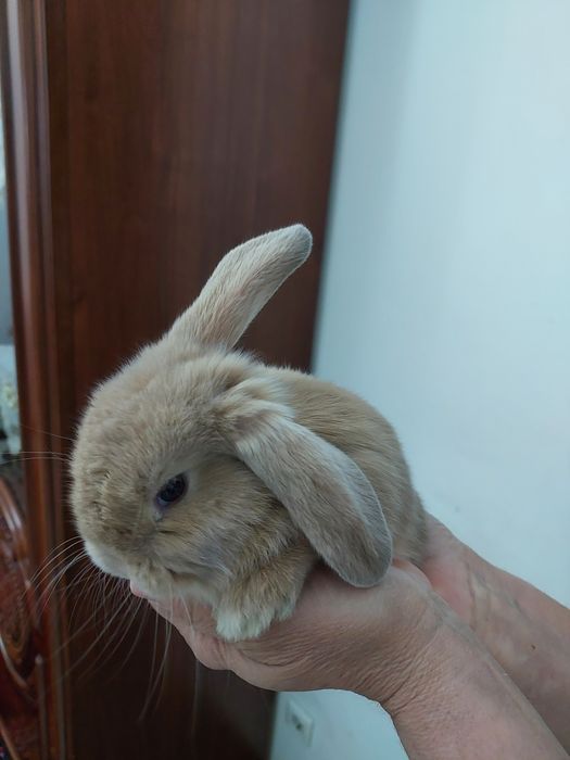 Продается декоративные кролики