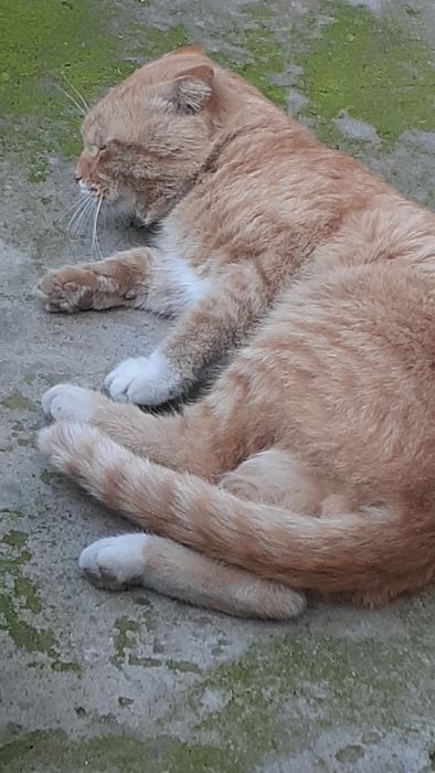 Skotish fools erke mushuk