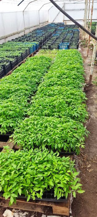 Разсад домати,краставици,пипер