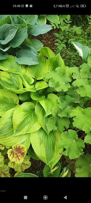 Многолетние растения