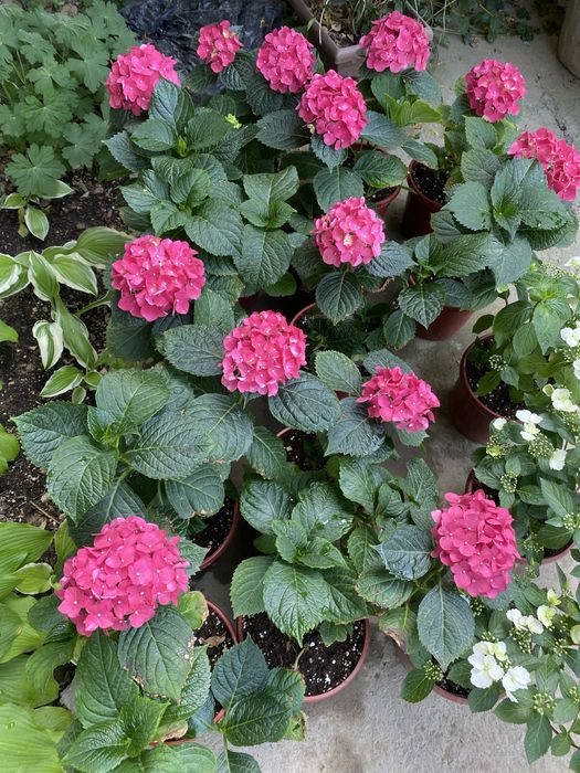 Гортензия 60,100,120 минг сум