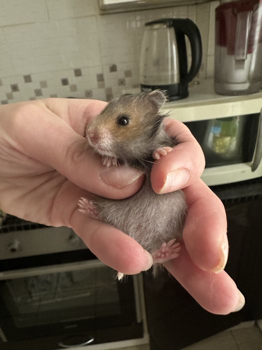 Продам сирийский хомячков