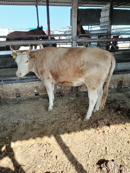 Кунажын дөнежін семіз