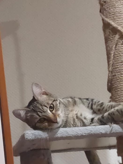 Ищу добрых хозяев для котенка подростка