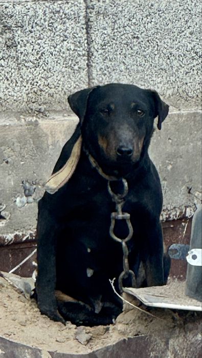 Ягдтерьер сука рабочи