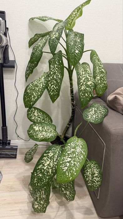 Цветок комнатный