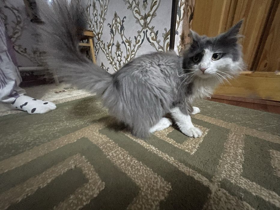 Britaniya uzun jun mushugi