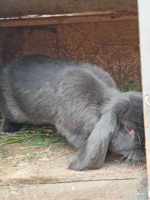 De vinzare iepuri berbec si porumbei de mai multe rase