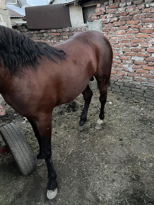 Vând sau schimb armasar 2ani merge bine la căruță