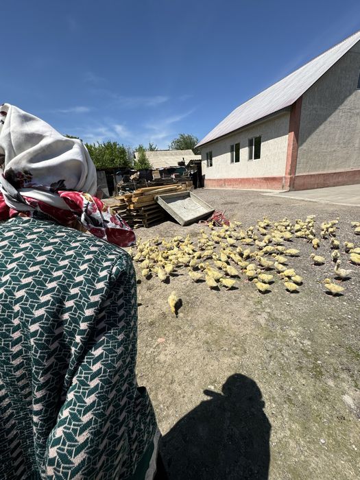 Чистый Белый линда