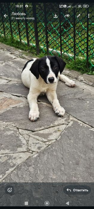 Щеночки ищут дом и любящих хозяев